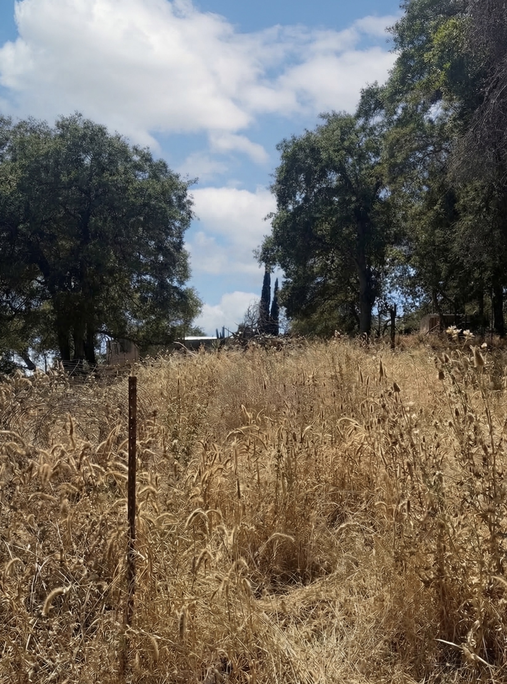 Before weedwacking by Wacky Weedeating in Tuolumne County