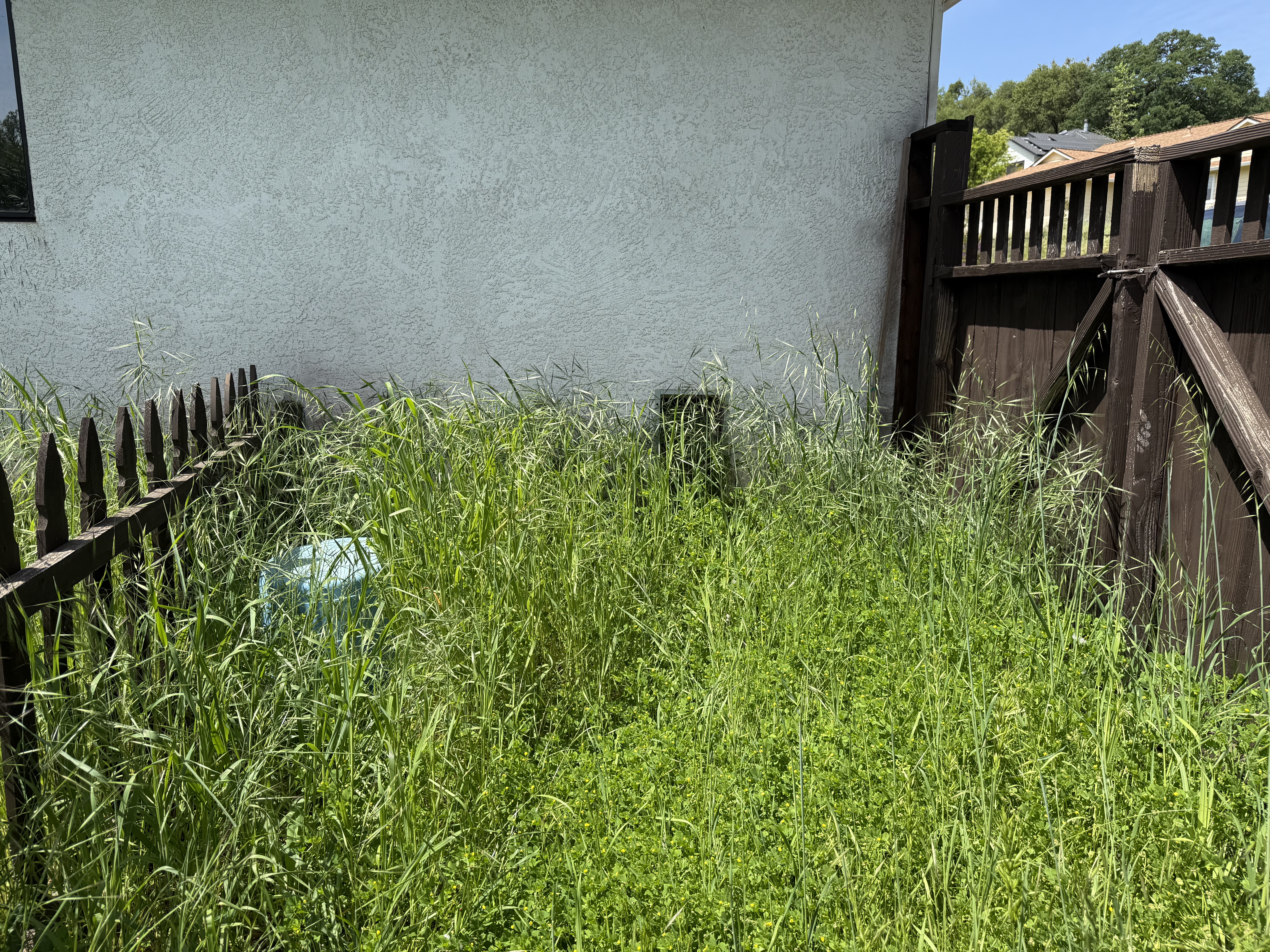 Before fire-safe property clearing by Wacky Weedeating